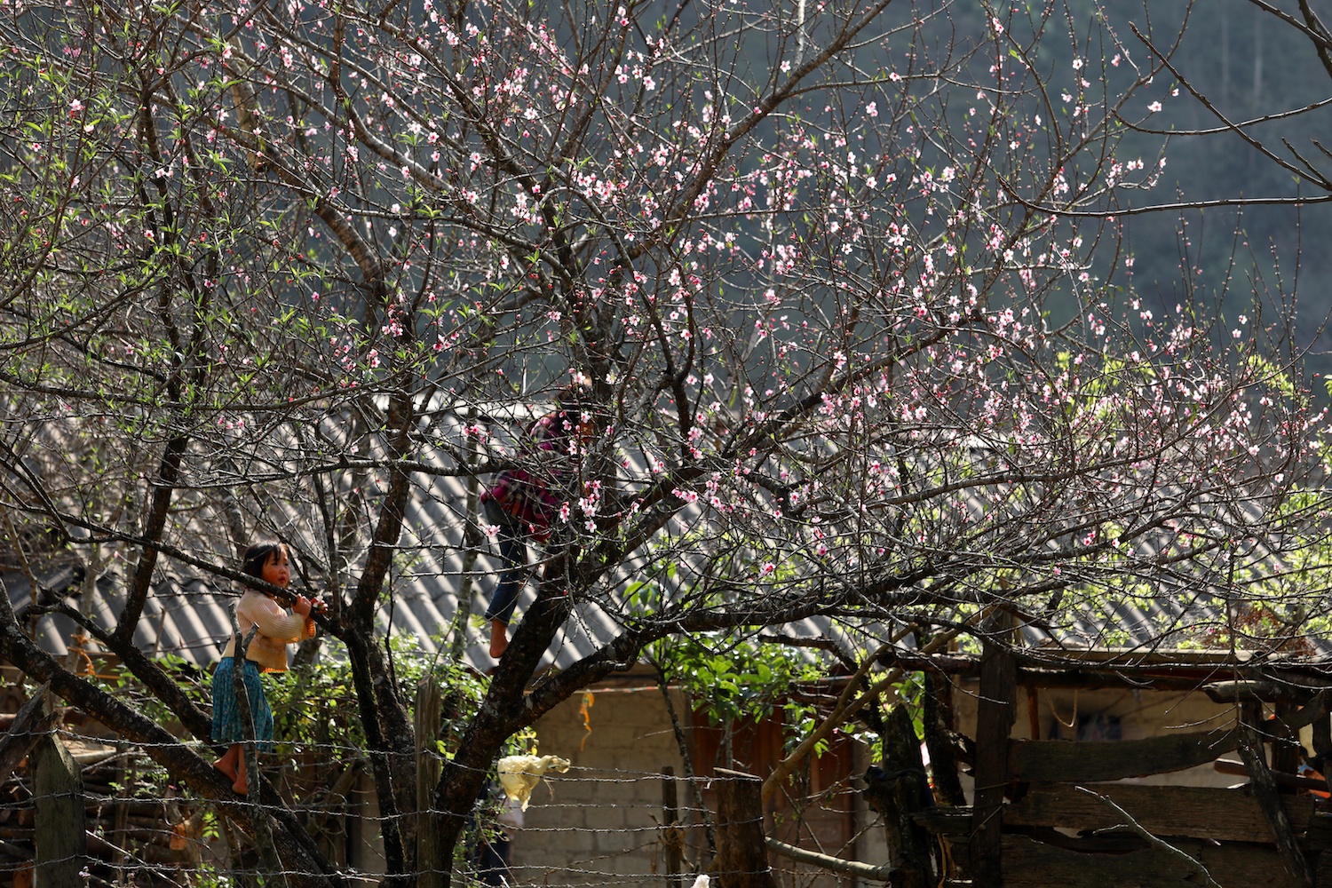 canh sac hoa man dao Moc Chau anh 7