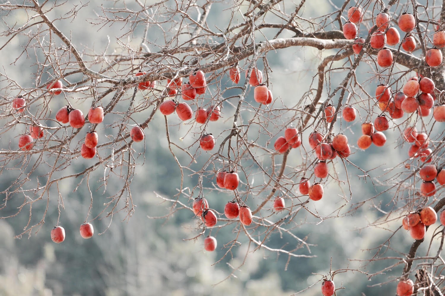 canh sac hoa man dao Moc Chau anh 6
