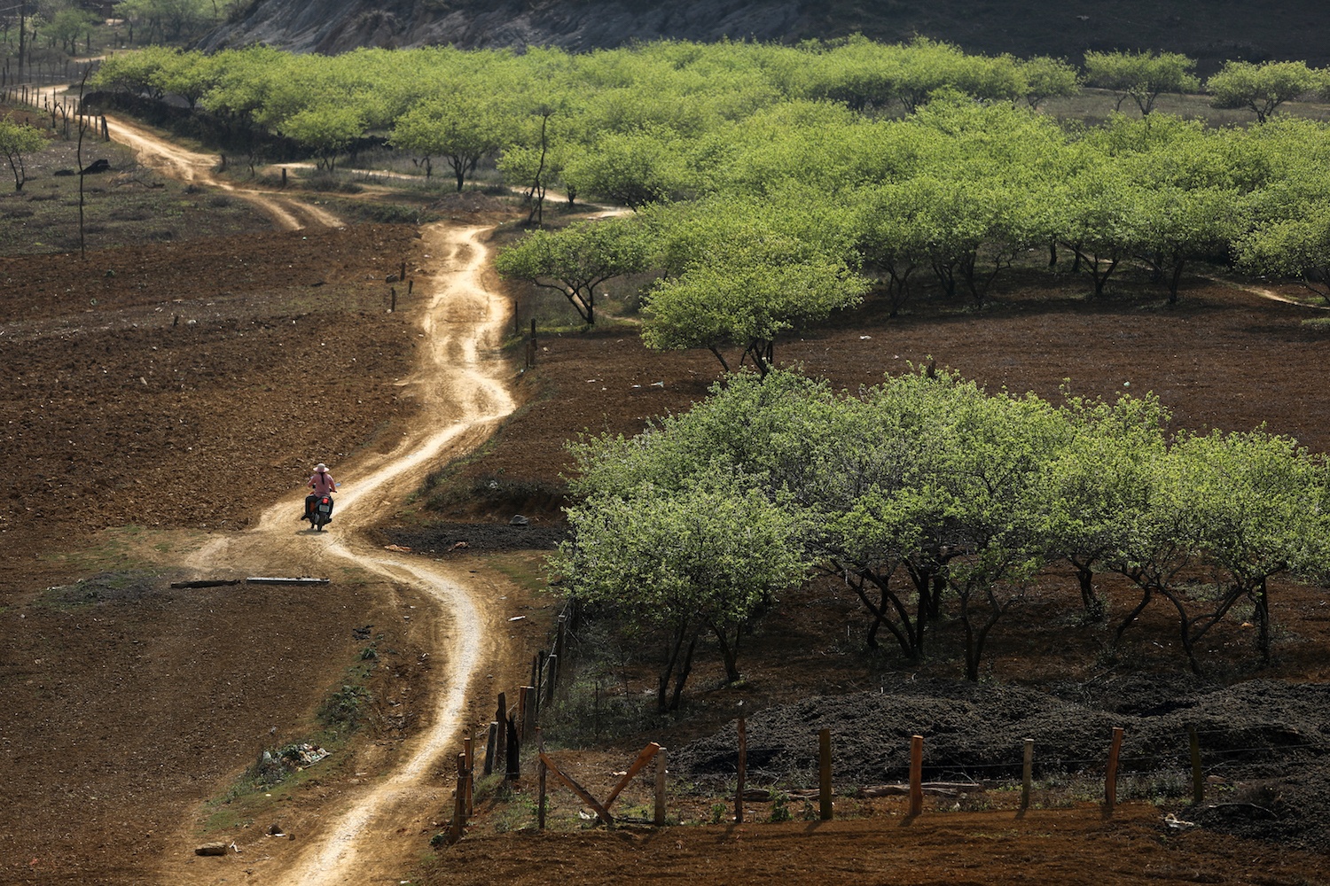 canh sac hoa man dao Moc Chau anh 11