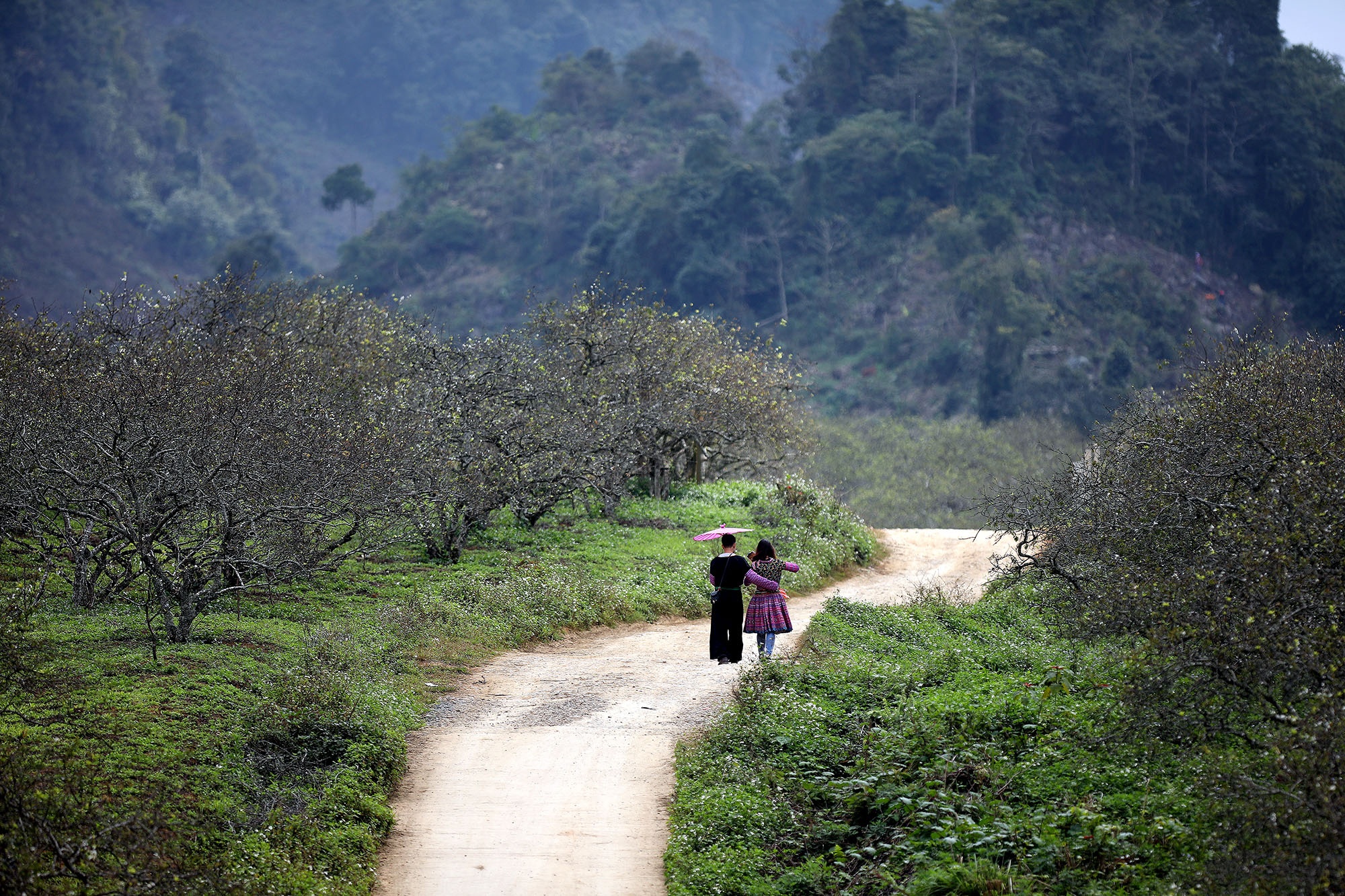 canh sac hoa man dao Moc Chau anh 17