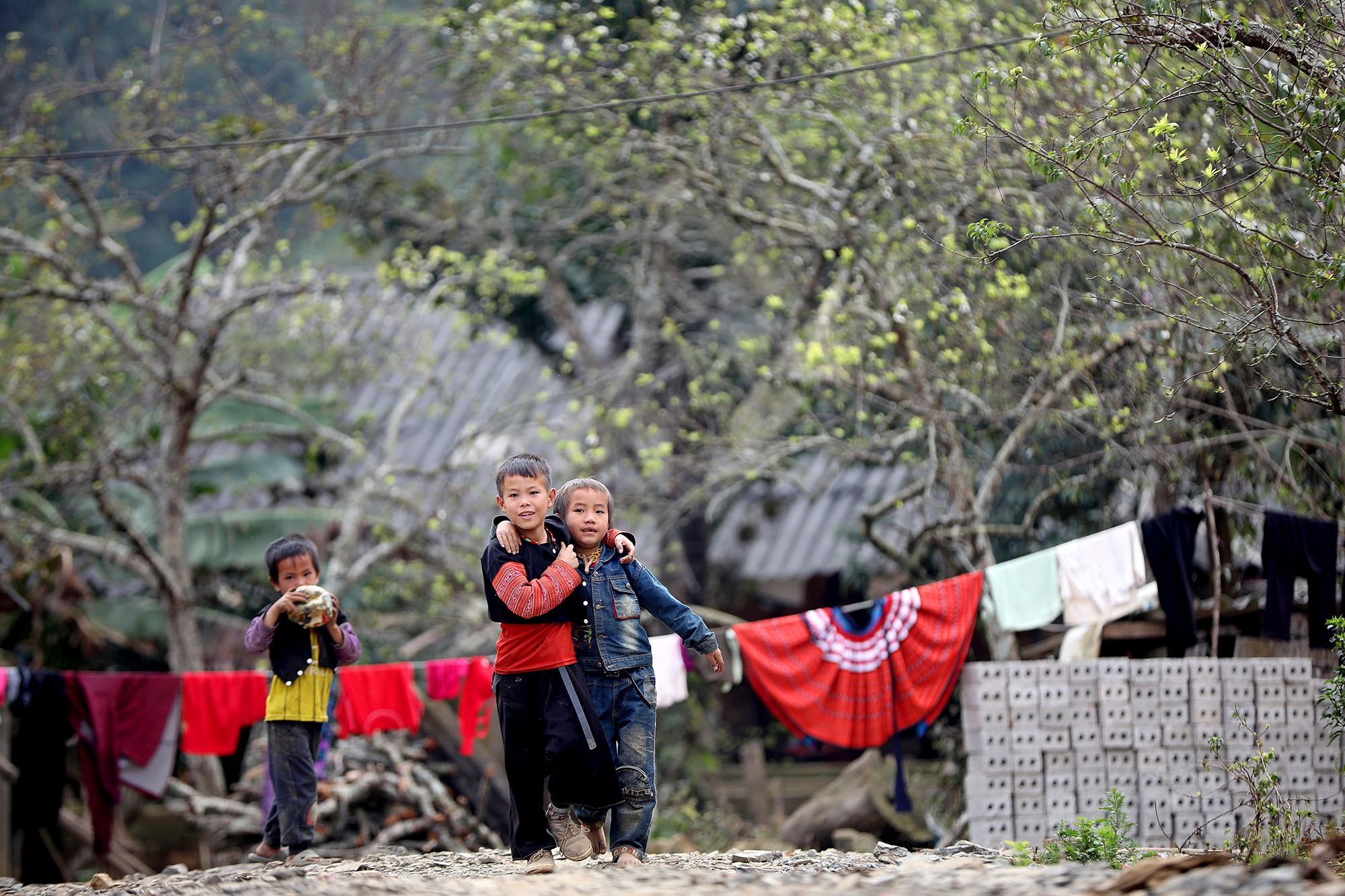 canh sac hoa man dao Moc Chau anh 12