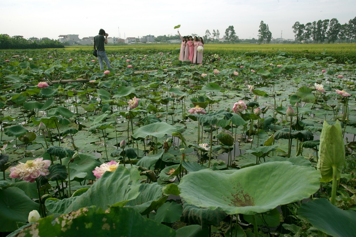mua sen Ha Noi anh 1