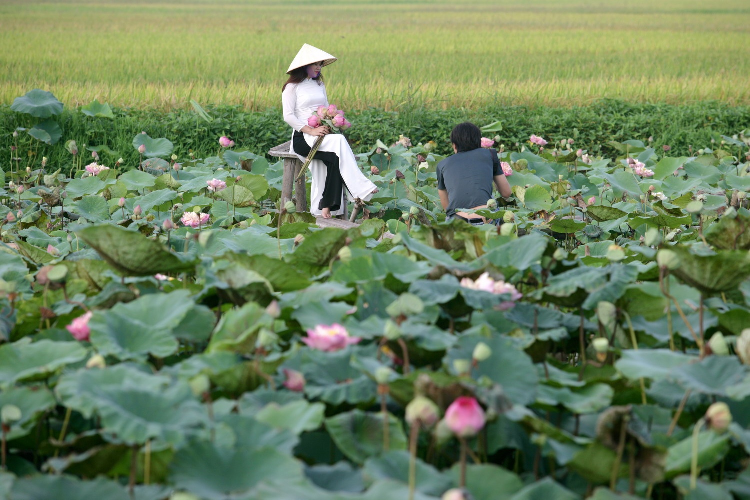 mua sen Ha Noi anh 11