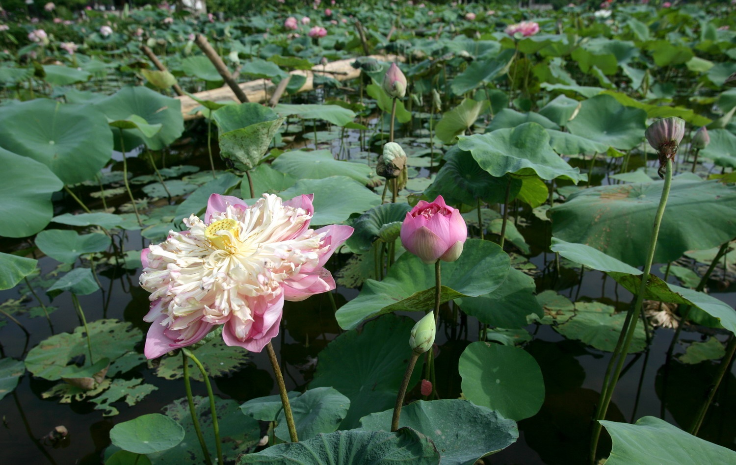 mua sen Ha Noi anh 2