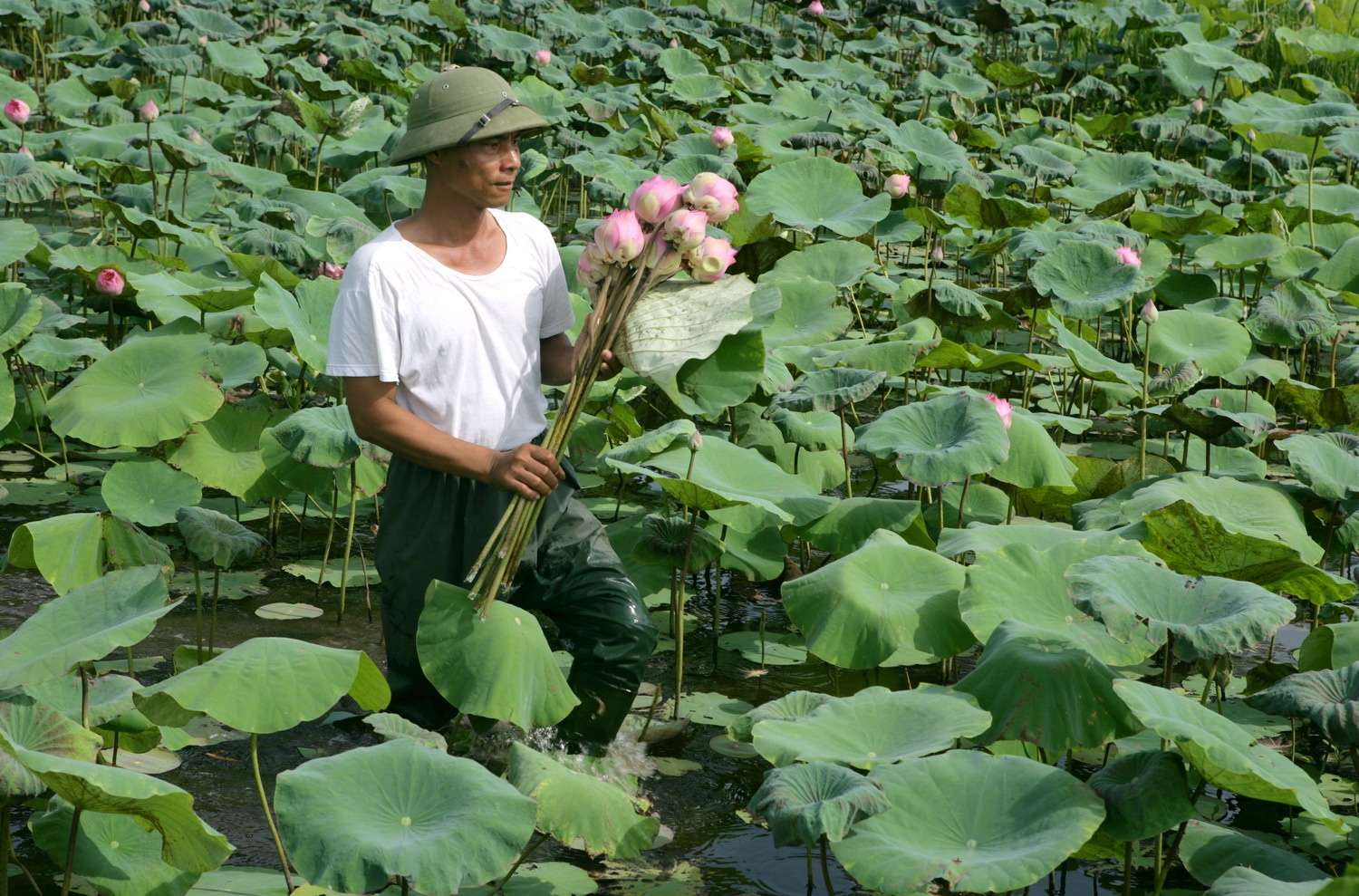 mua sen Ha Noi anh 3