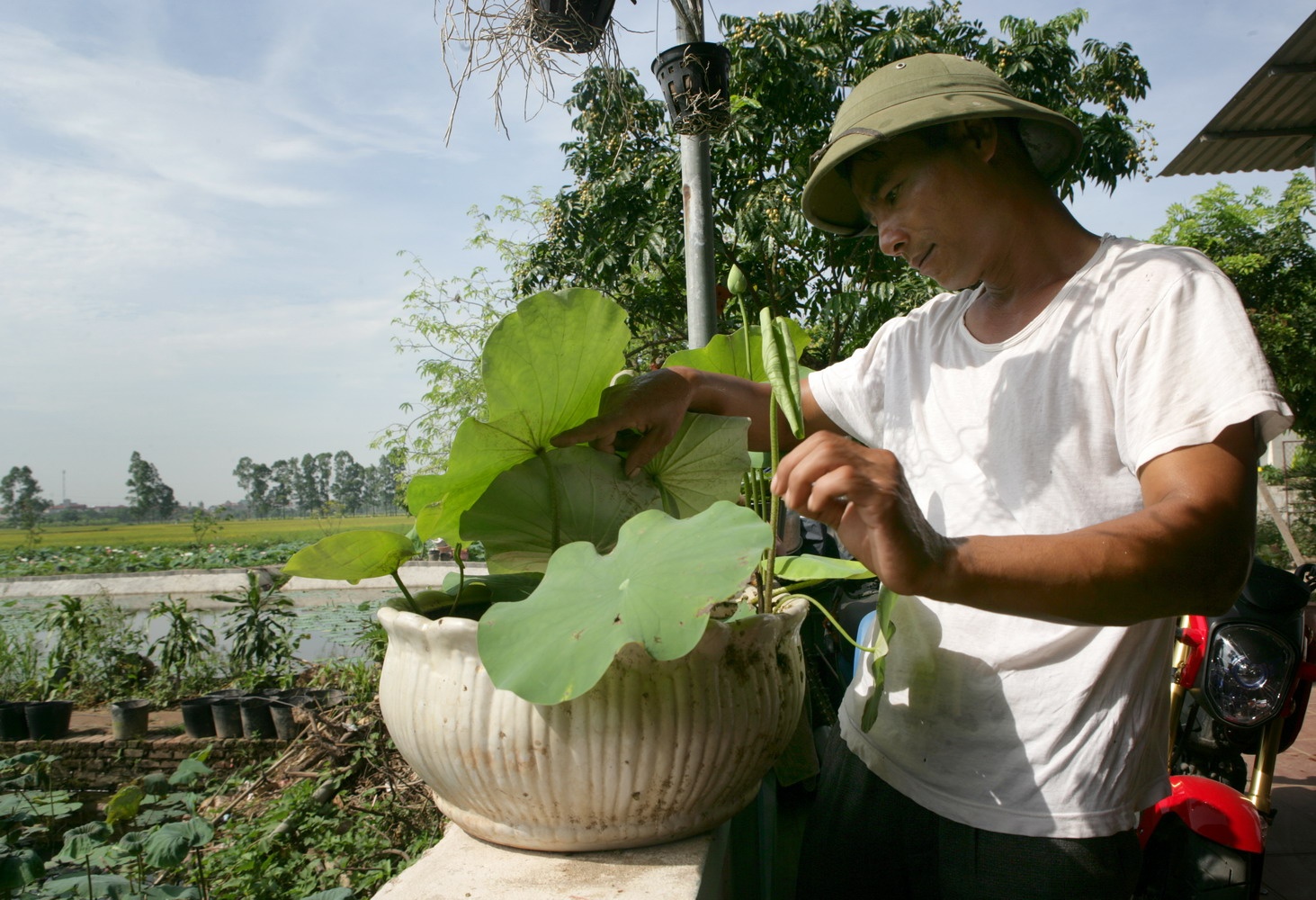 mua sen Ha Noi anh 5