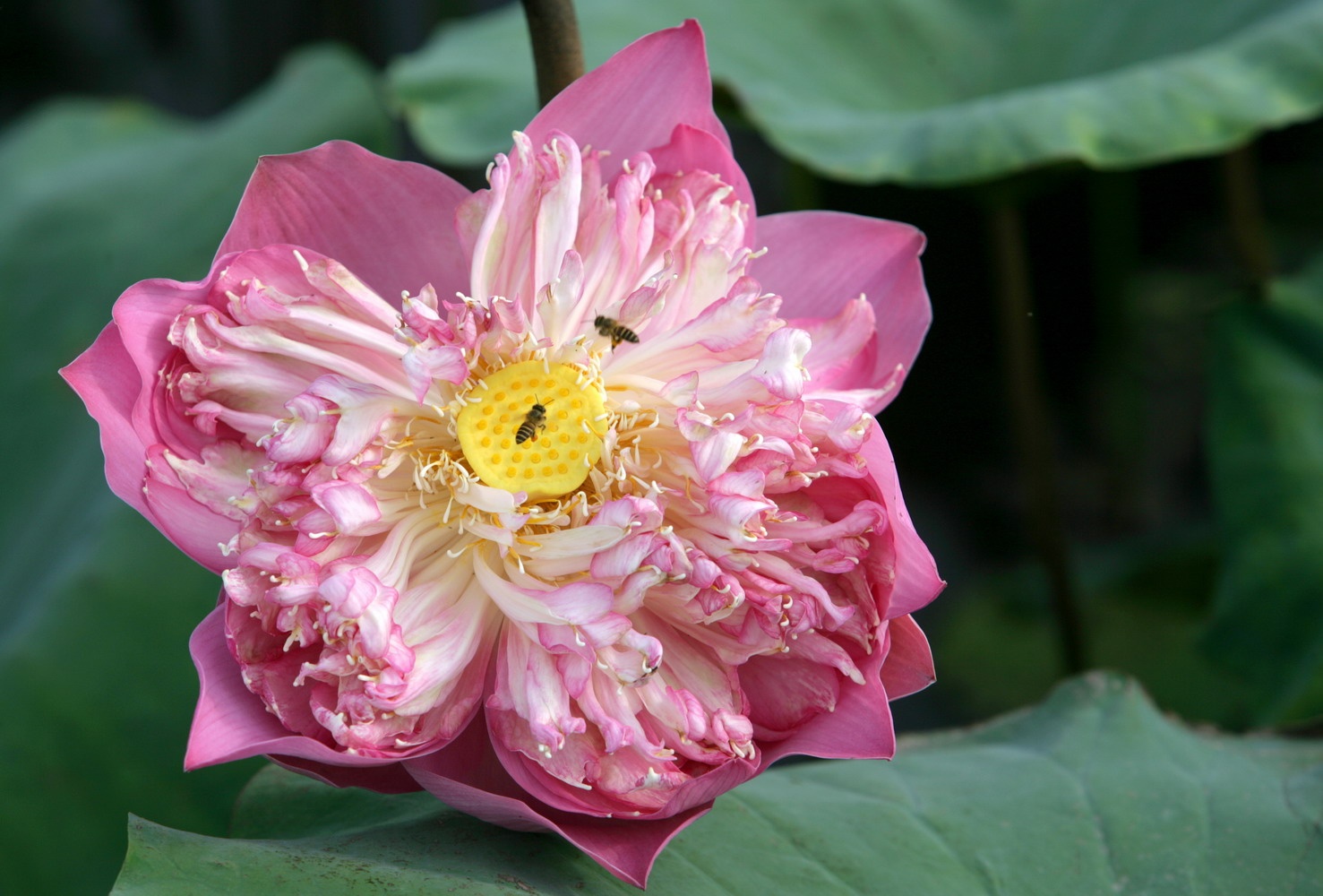 mua sen Ha Noi anh 6