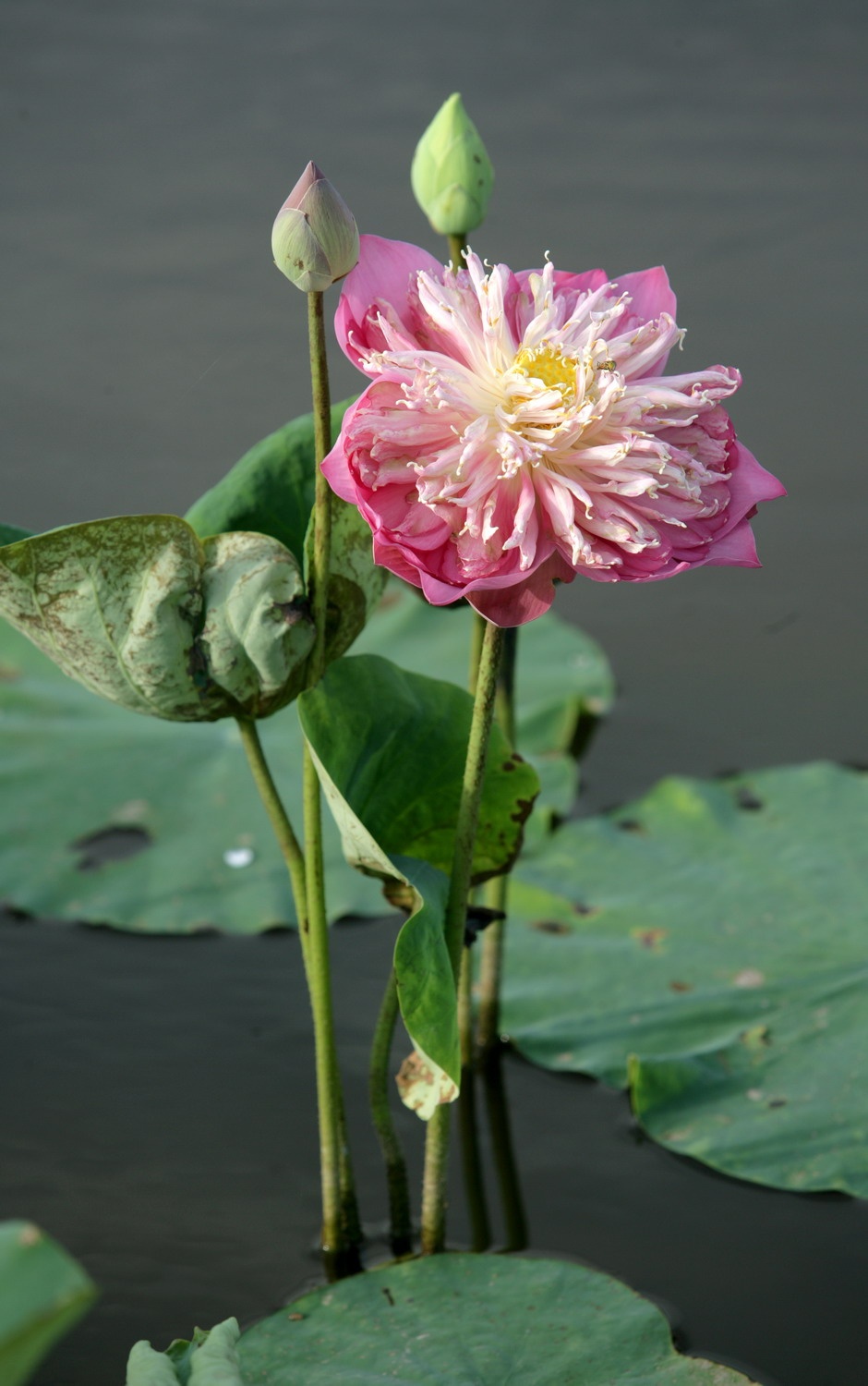 mua sen Ha Noi anh 7