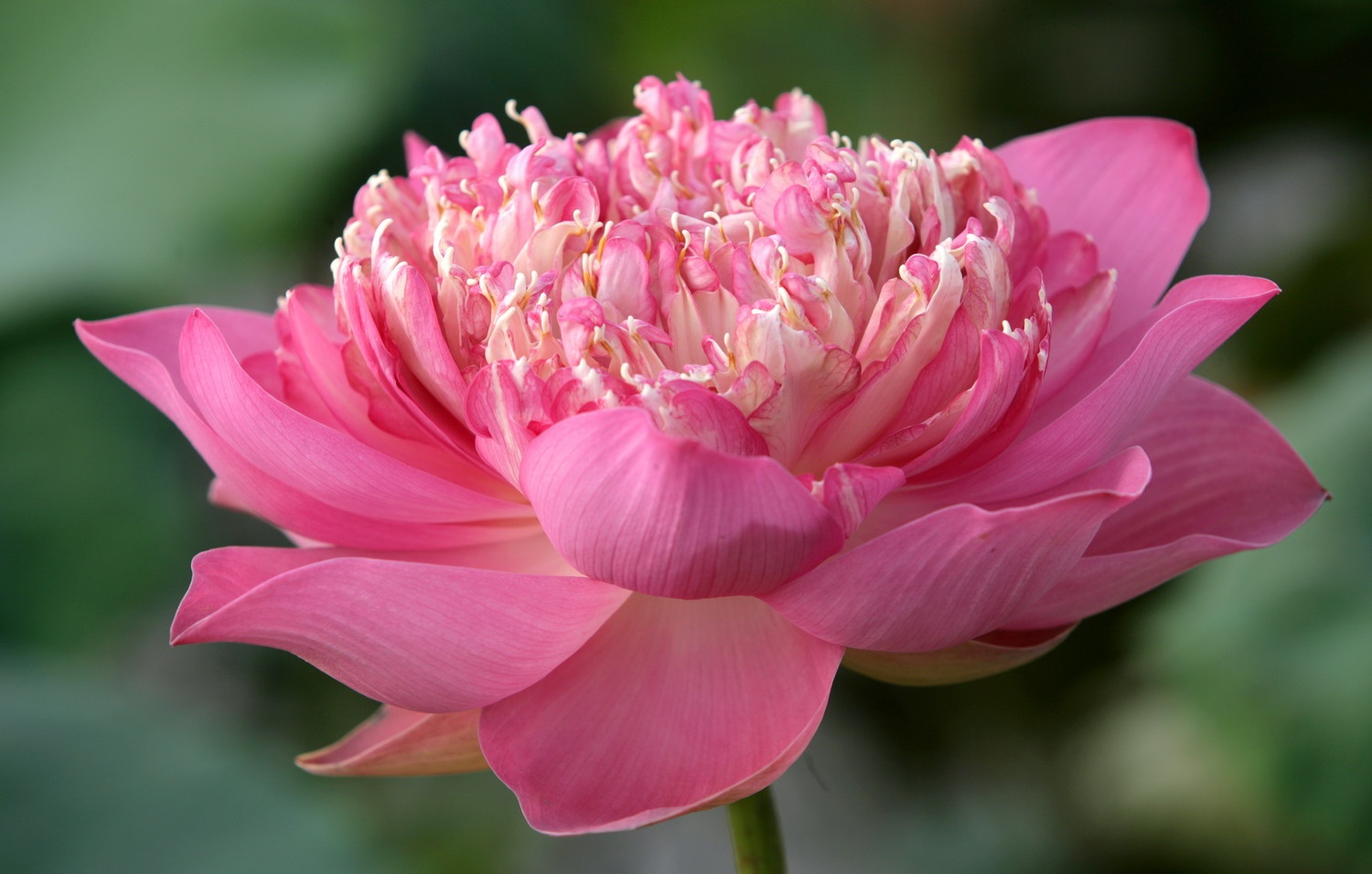 mua sen Ha Noi anh 8