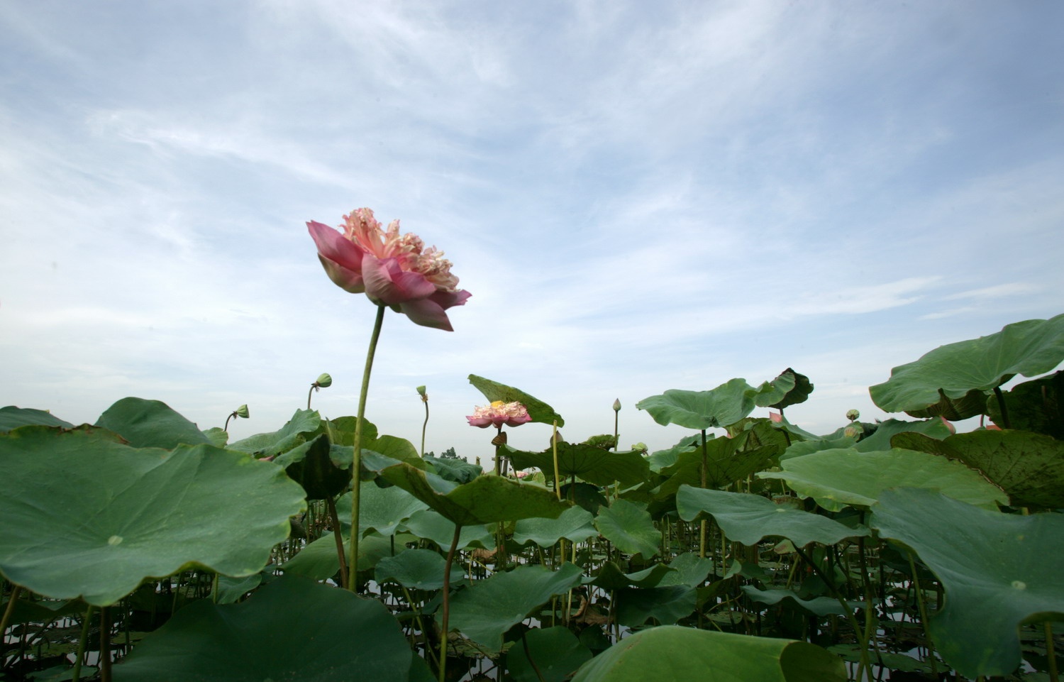 mua sen Ha Noi anh 9