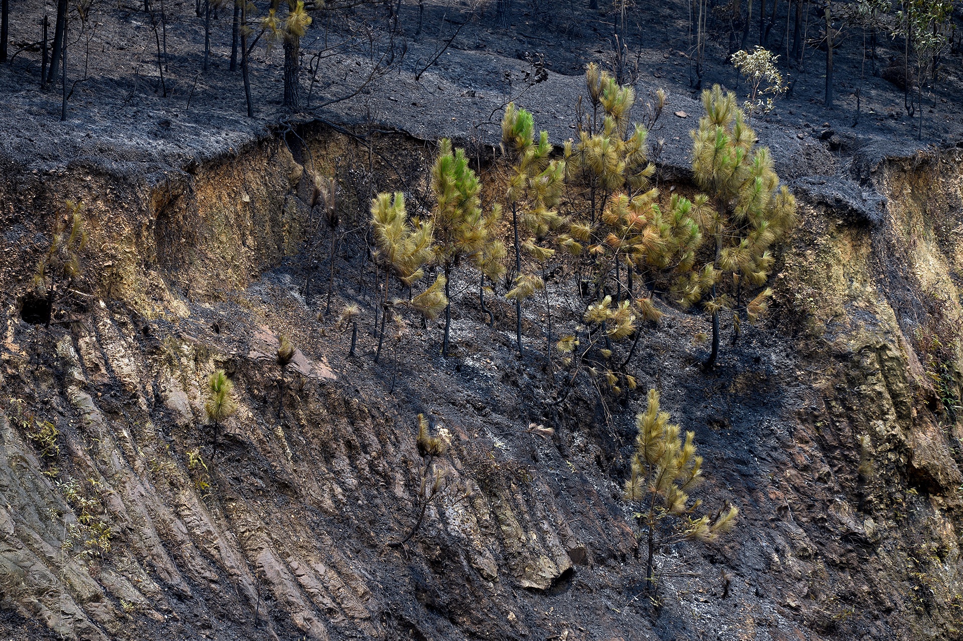 chay rung o Soc Son anh 7