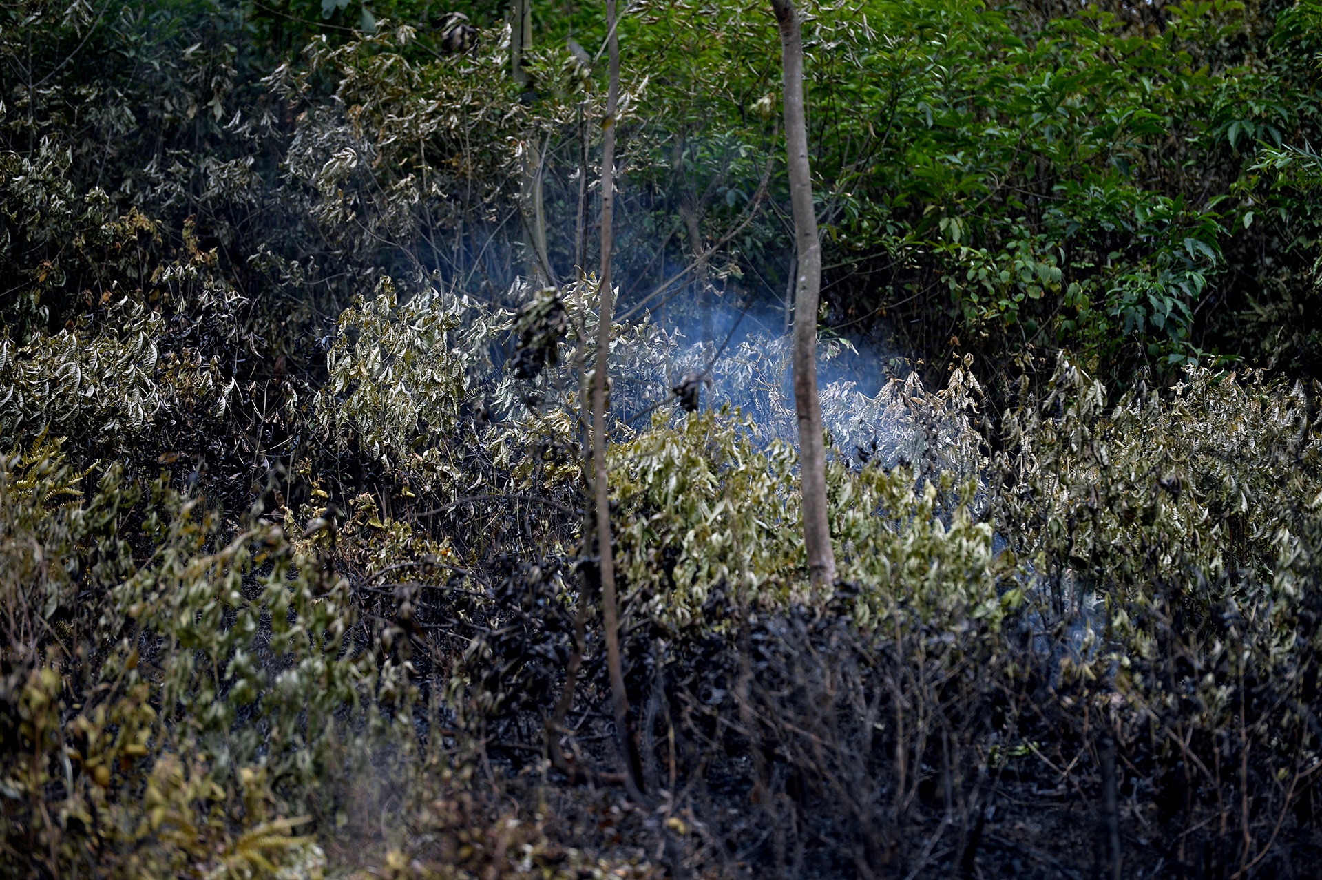 chay rung o Soc Son anh 12