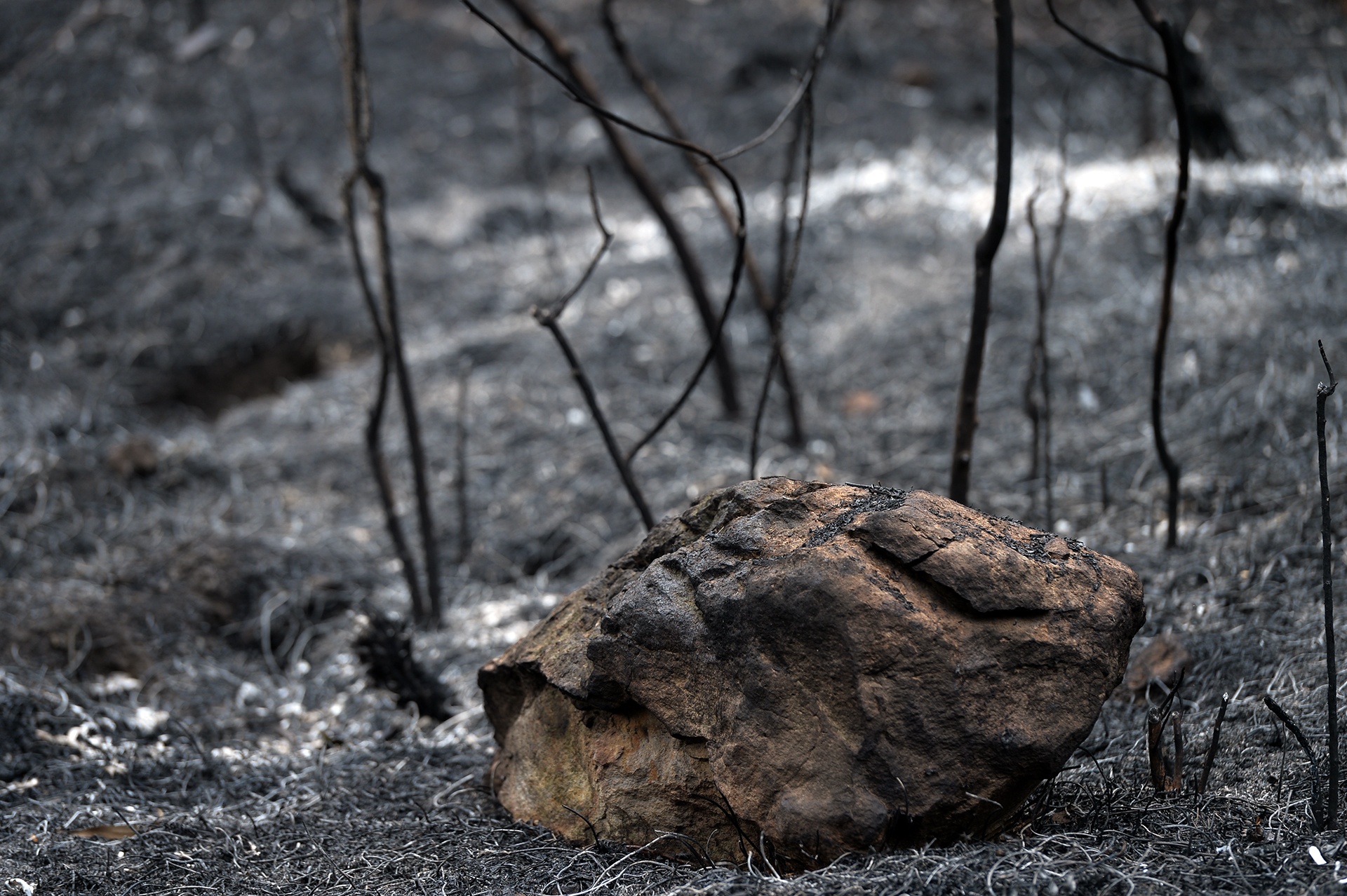 chay rung o Soc Son anh 13