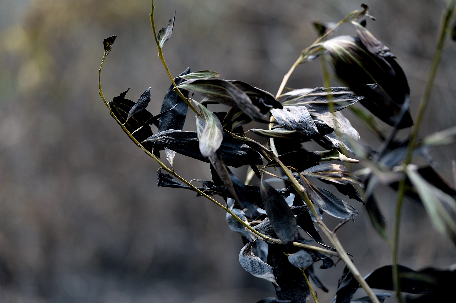 chay rung o Soc Son anh 14