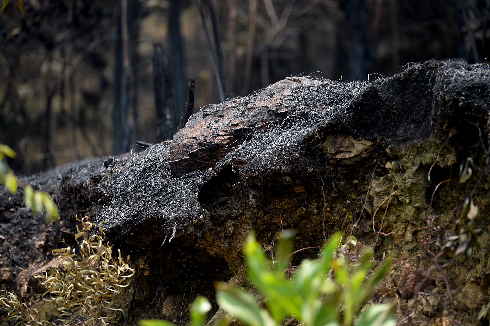 chay rung o Soc Son anh 9