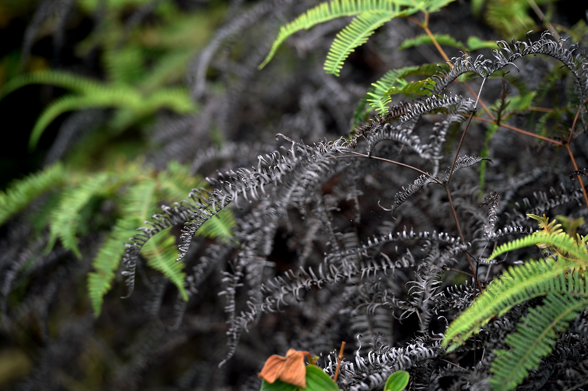 chay rung o Soc Son anh 10