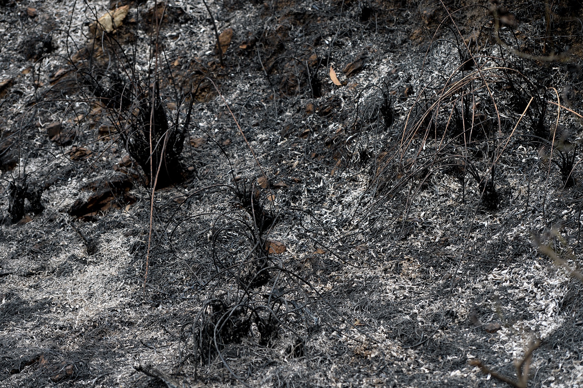 chay rung o Soc Son anh 11