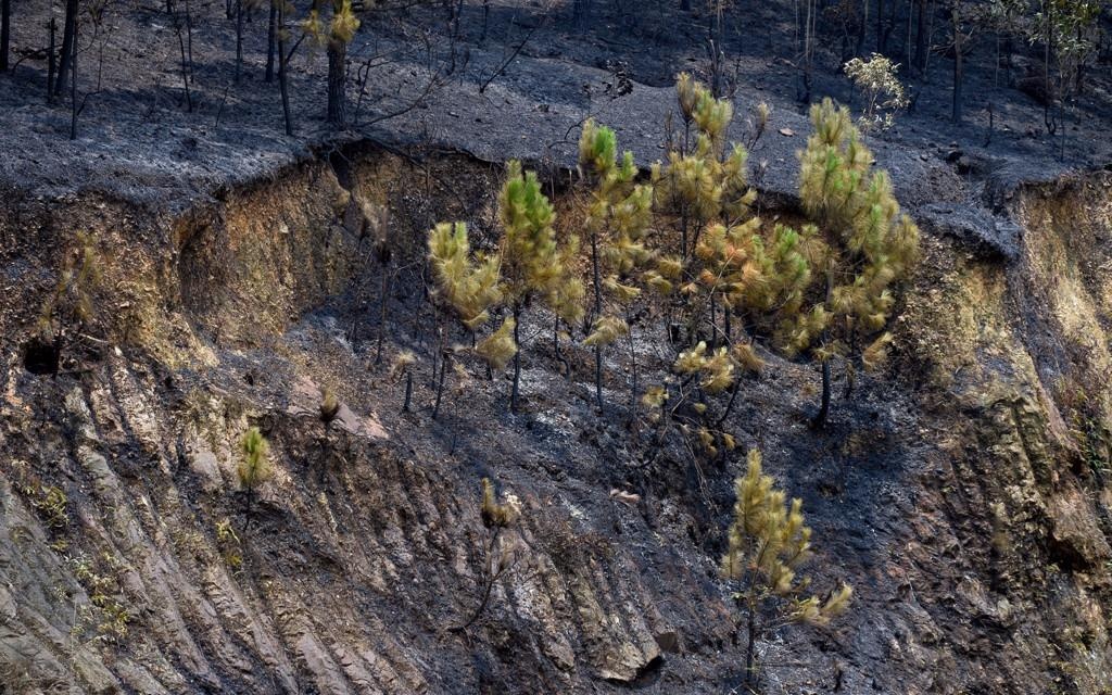 Hien truong vu chay rung o Soc Son nhin tu tren cao hinh anh