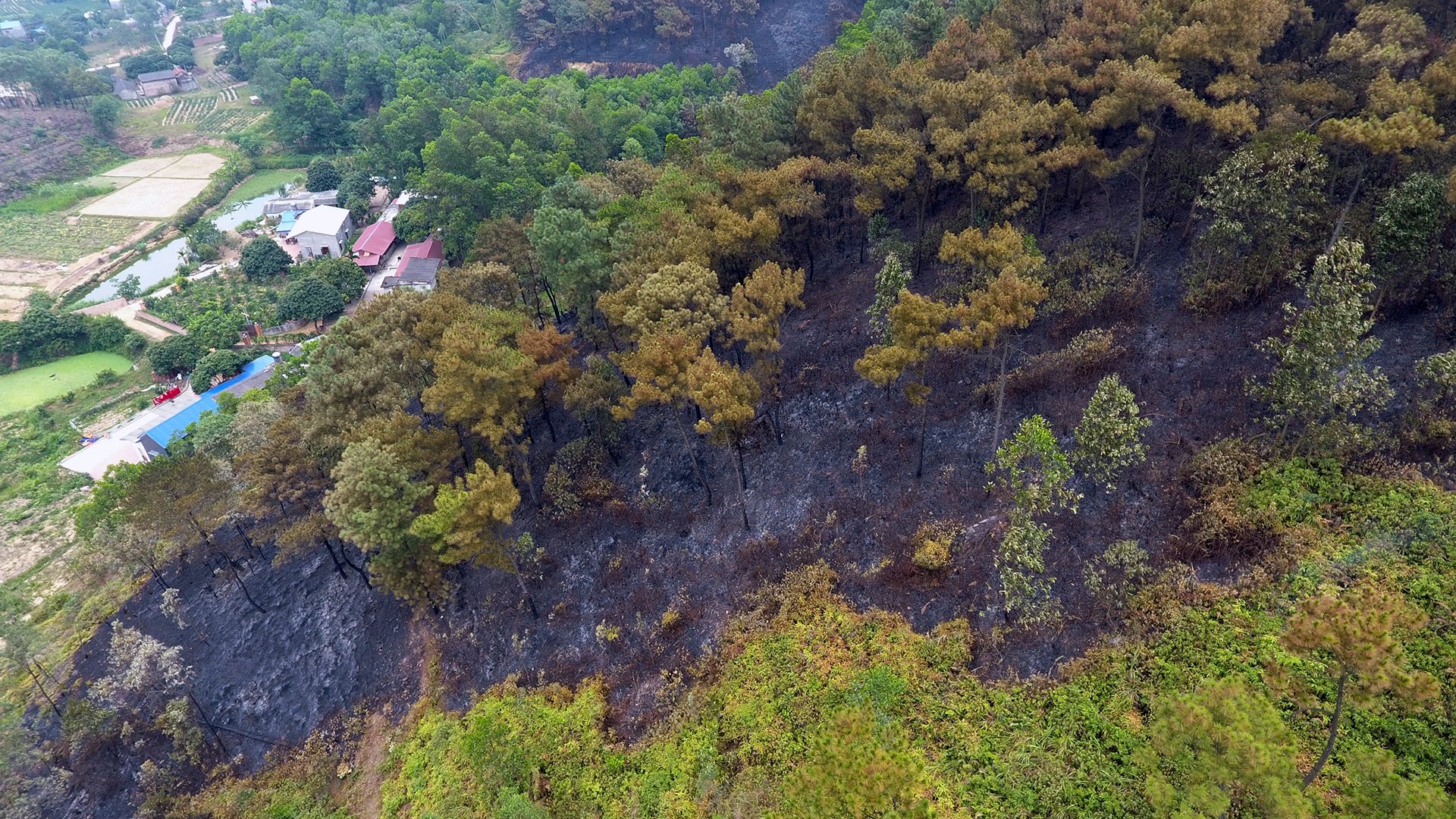 chay rung o Soc Son anh 3