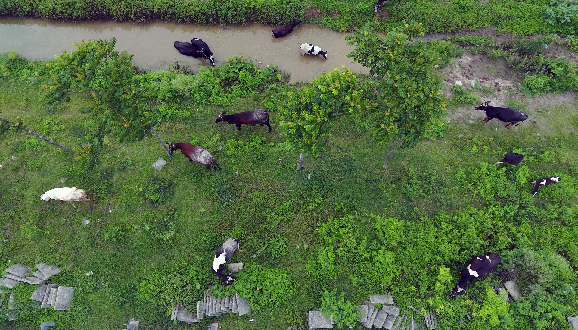 co moc dai lo thang long anh 3