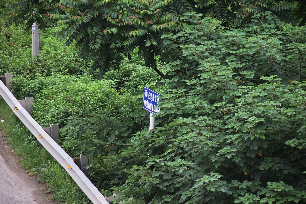 co moc dai lo thang long anh 10