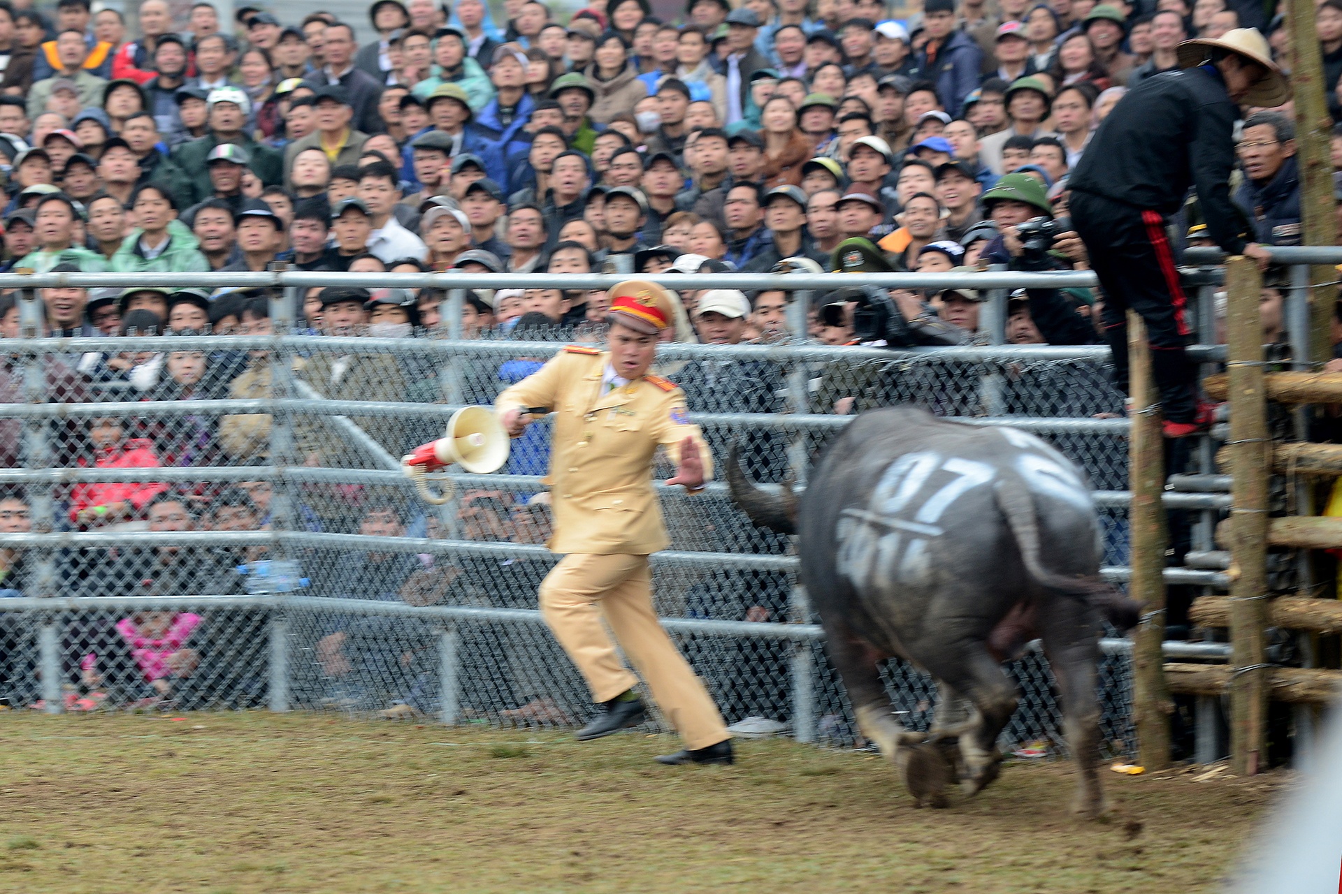 choi trau nguy hiem o mien Bac anh 8