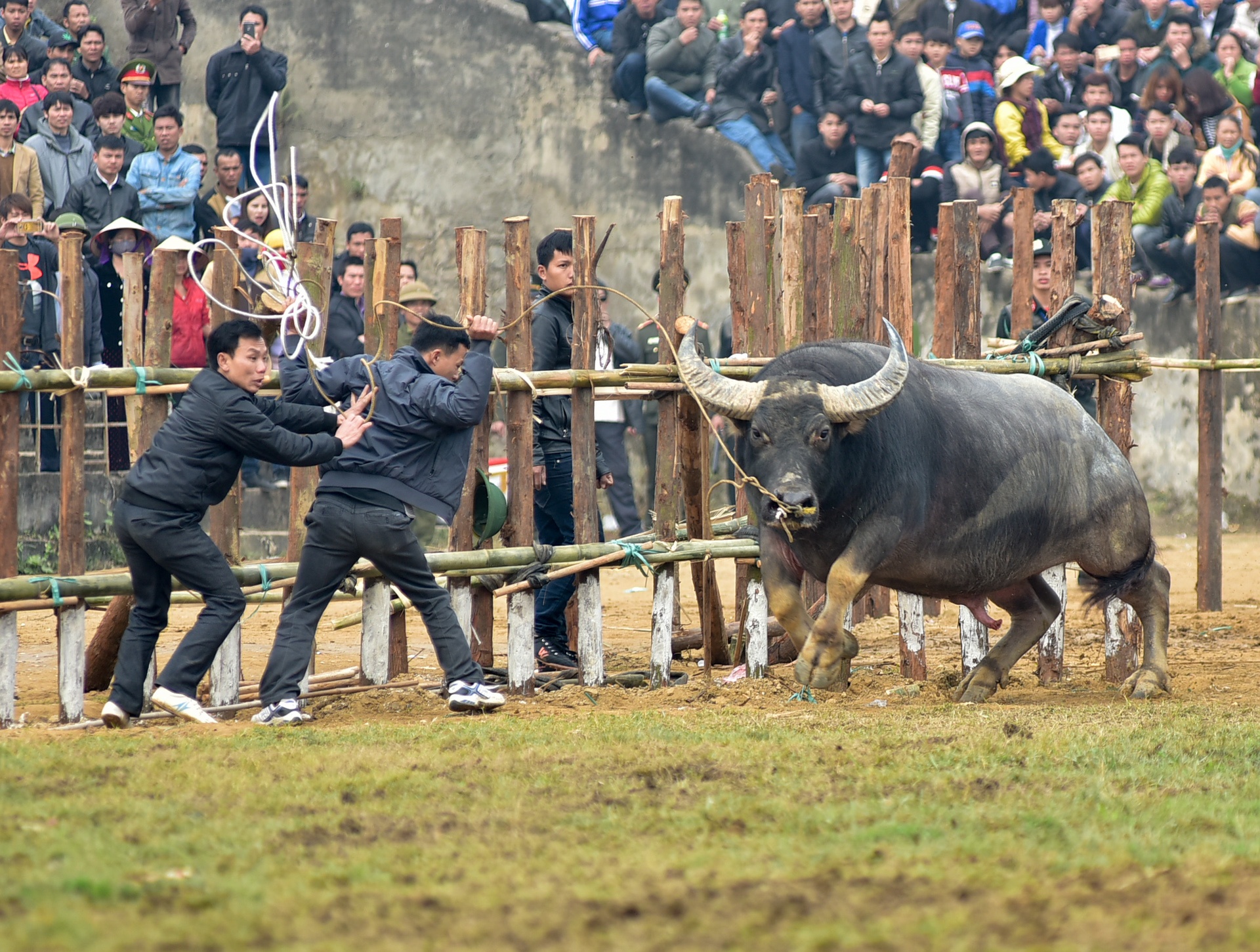 choi trau nguy hiem o mien Bac anh 10