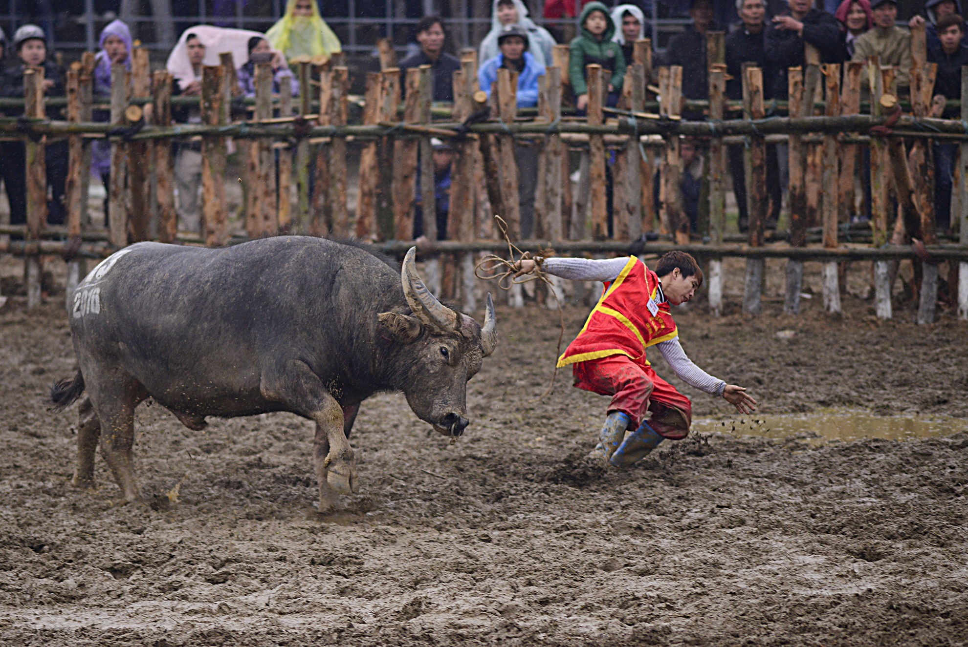 choi trau nguy hiem o mien Bac anh 13
