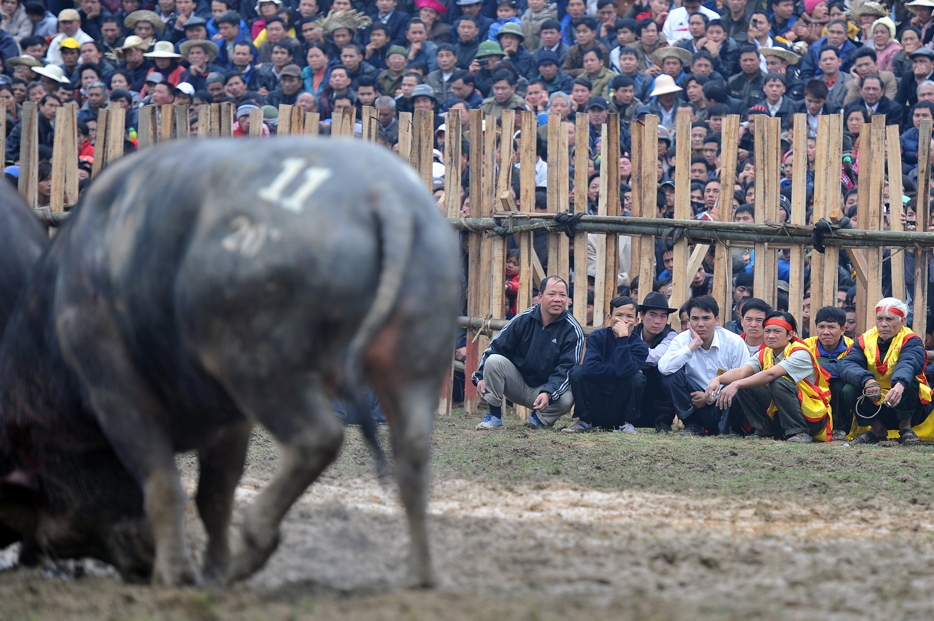 choi trau nguy hiem o mien Bac anh 1