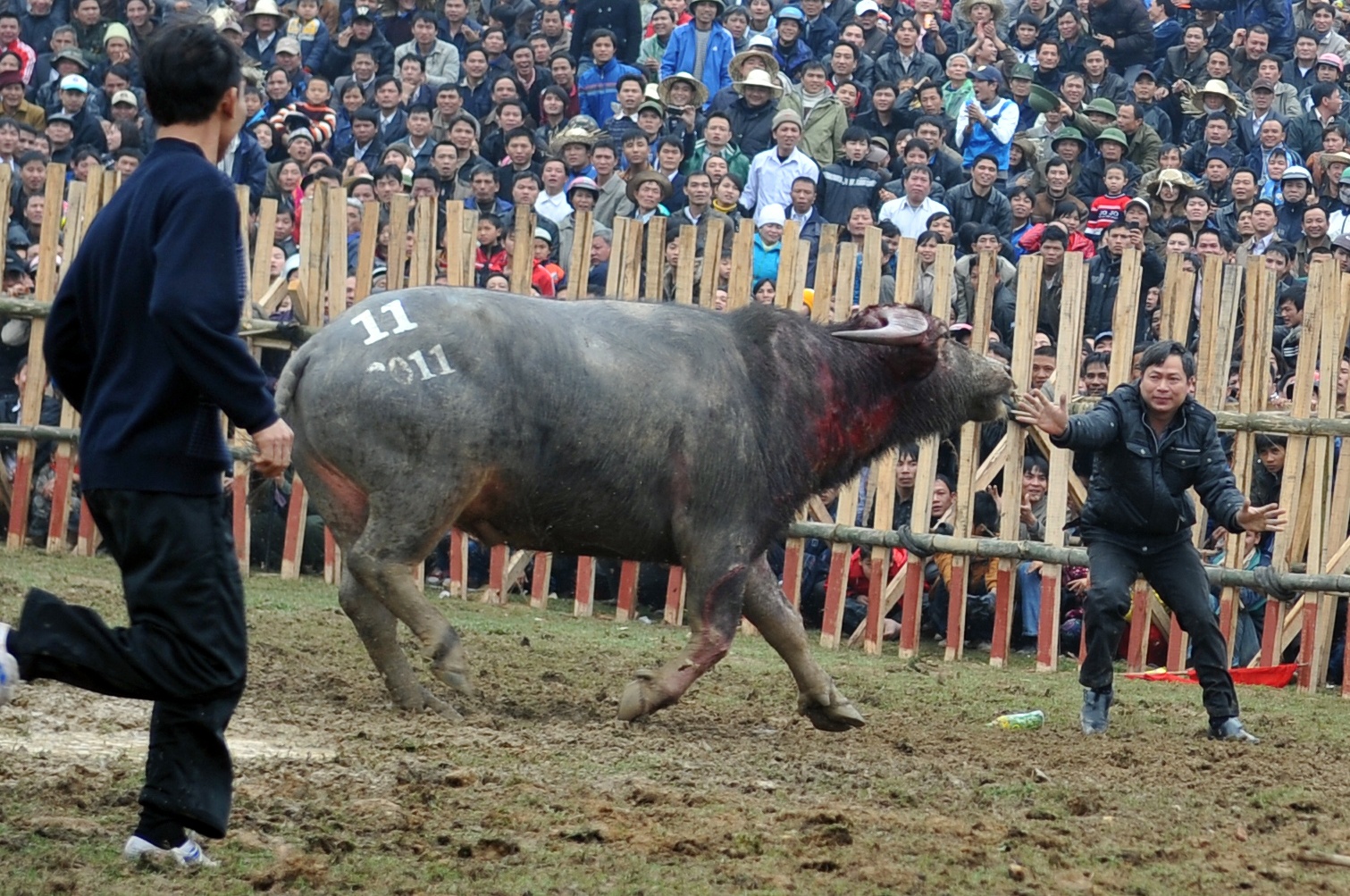 choi trau nguy hiem o mien Bac anh 12