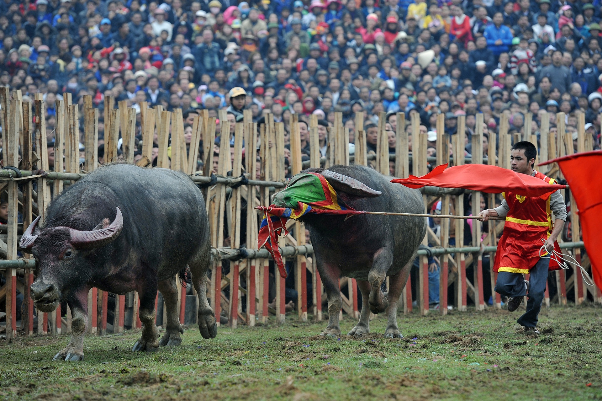choi trau nguy hiem o mien Bac anh 15