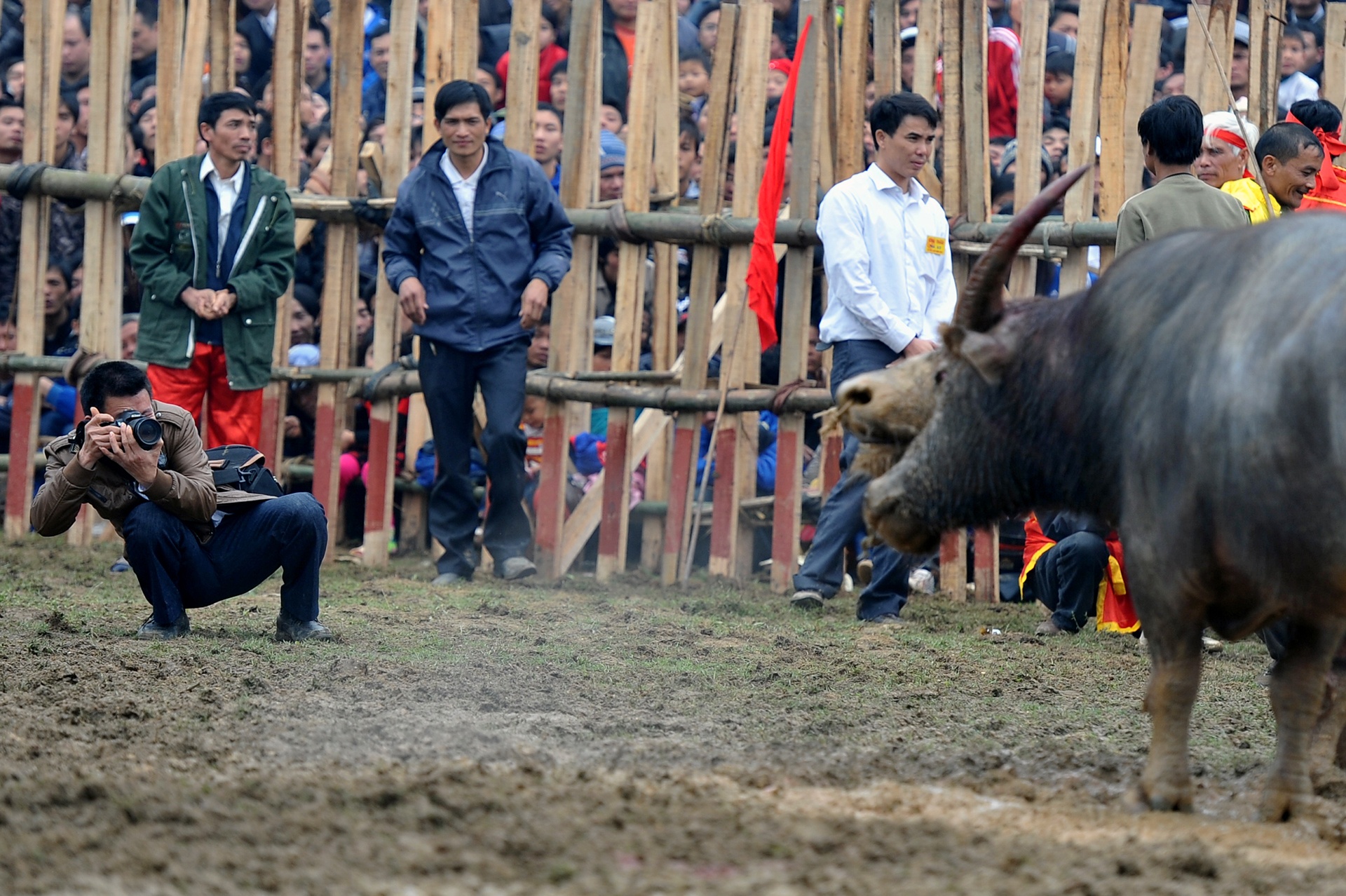 choi trau nguy hiem o mien Bac anh 2