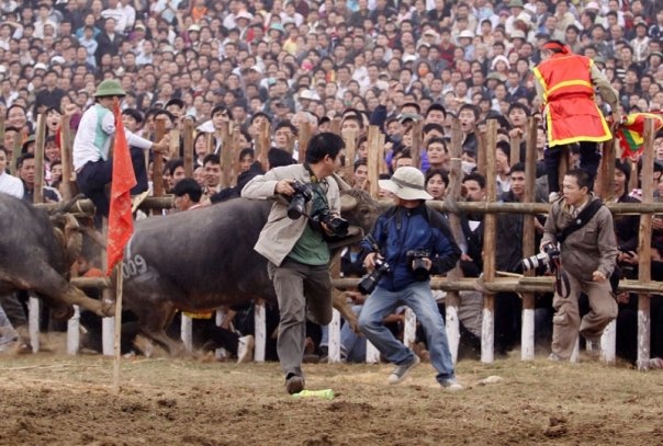 choi trau nguy hiem o mien Bac anh 3