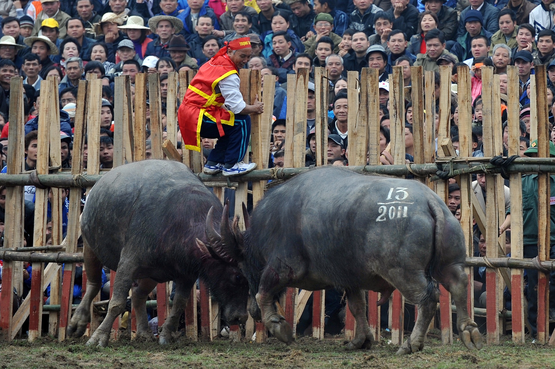 choi trau nguy hiem o mien Bac anh 4