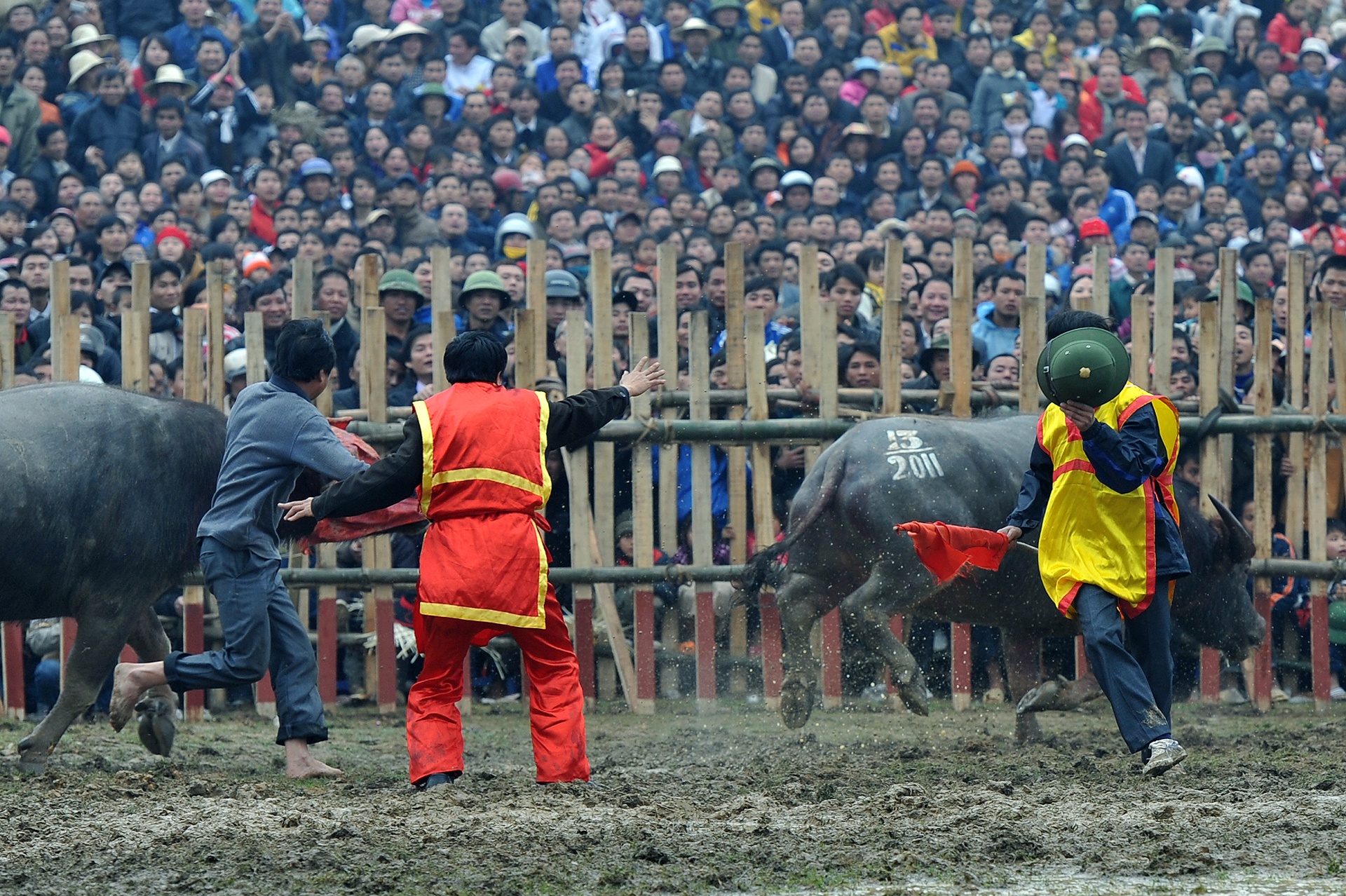 choi trau nguy hiem o mien Bac anh 5