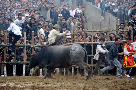choi trau nguy hiem o mien Bac anh 6
