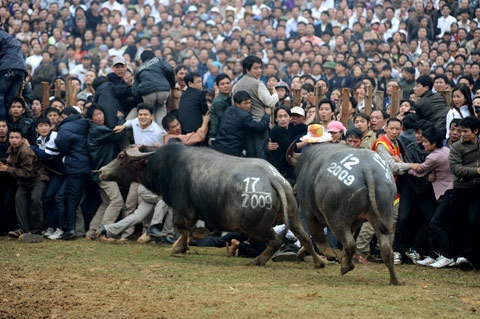 choi trau nguy hiem o mien Bac anh 9