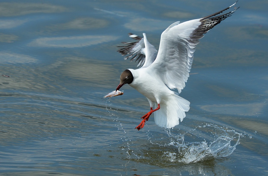 phong canh dep khap mien To quoc anh 8