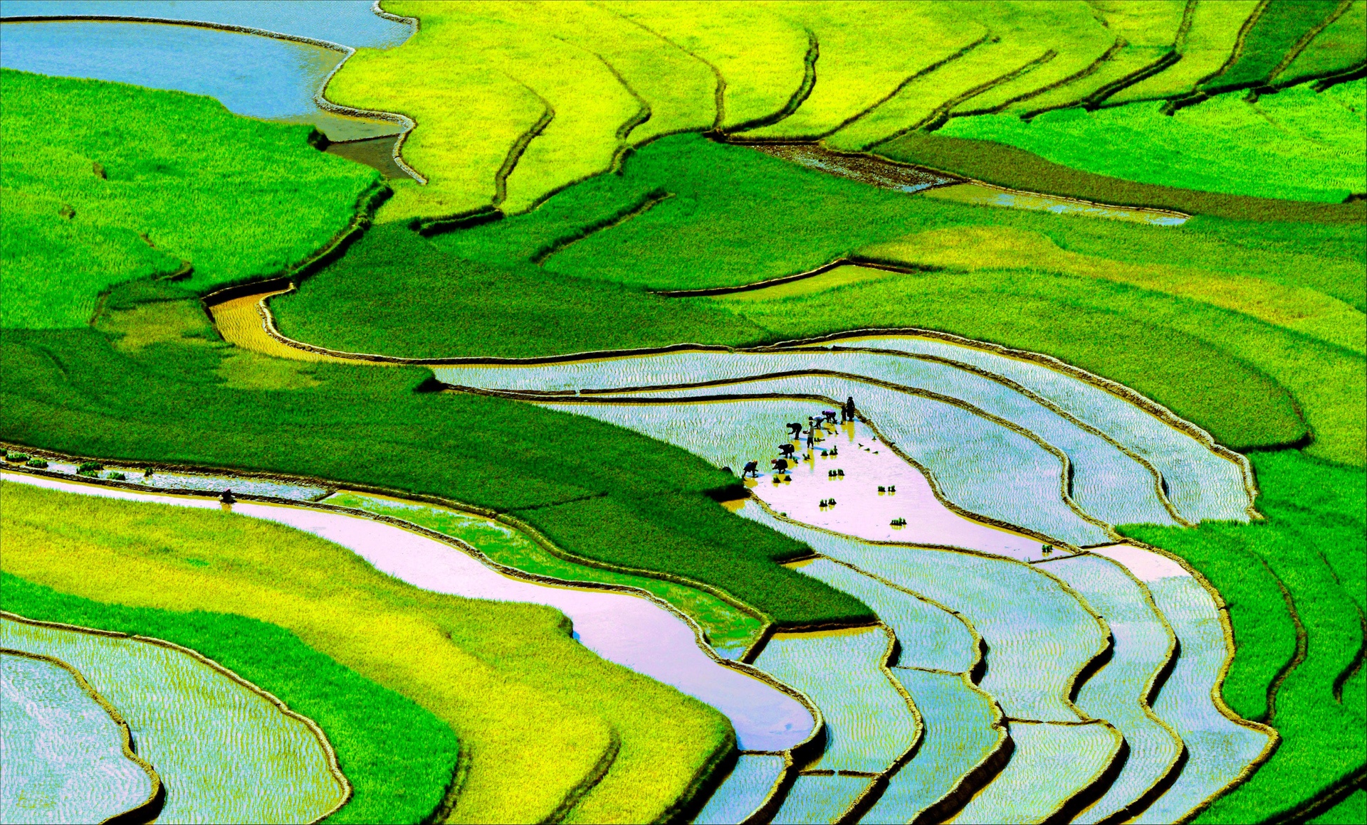 Ruộng bậc thang Tây Bắc ảnh 6 Ruong bac thang Tay Bac anh 6