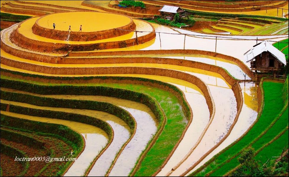 Ruộng bậc thang Tây Bắc ảnh 4 Ruong bac thang Tay Bac anh 4