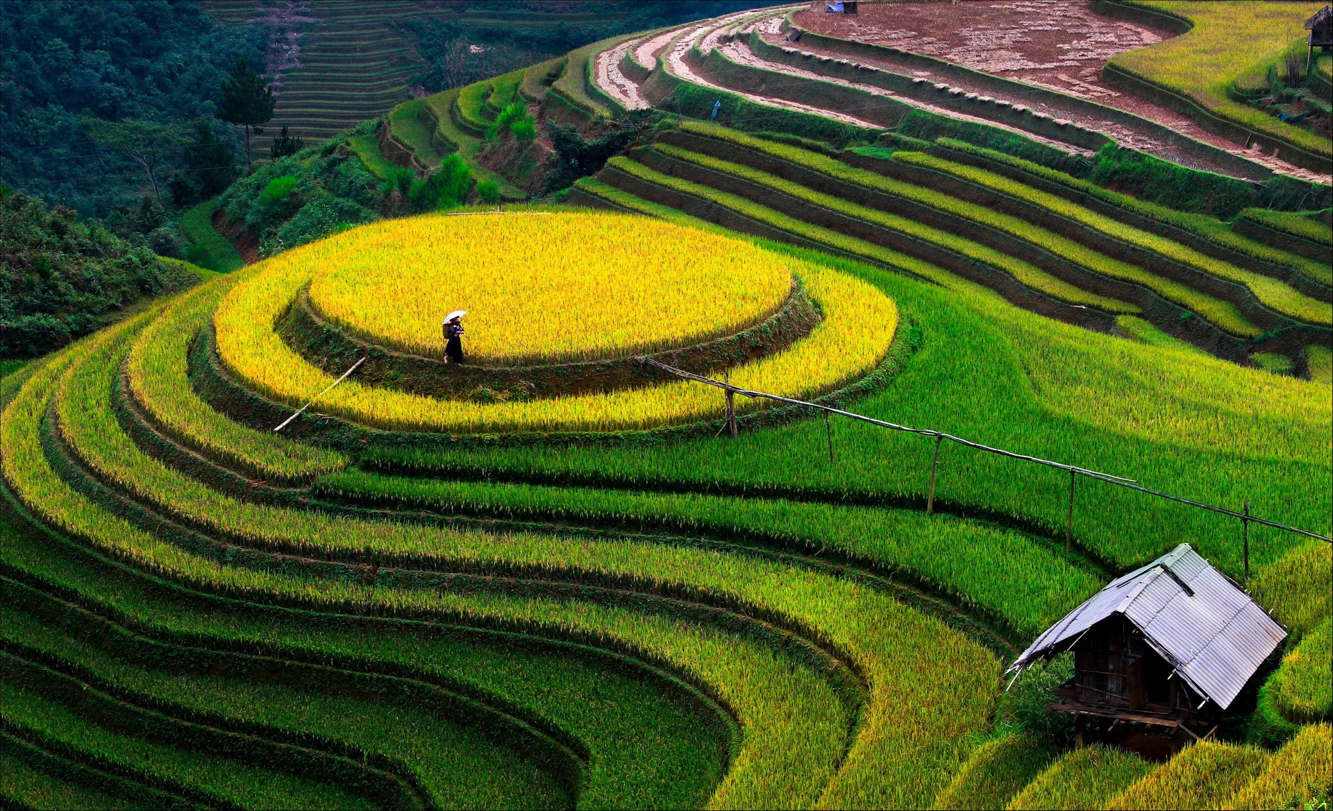 Ruộng bậc thang Tây Bắc ảnh 2 Ruong bac thang Tay Bac anh 2