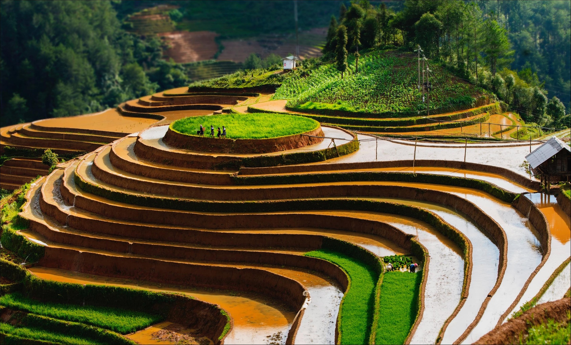 Ruộng bậc thang Tây Bắc ảnh 8 Ruong bac thang Tay Bac anh 8
