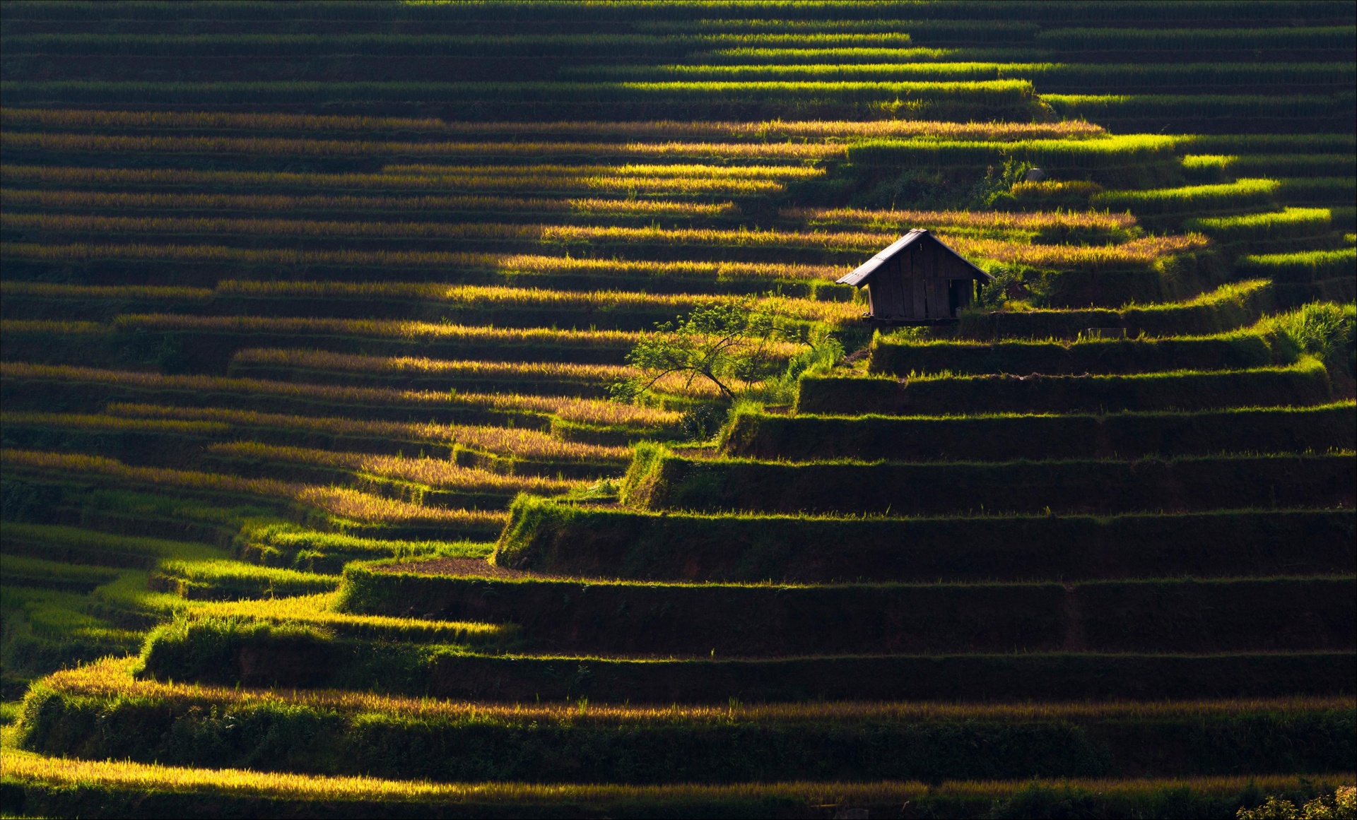 Ruộng bậc thang Tây Bắc ảnh 3 Ruong bac thang Tay Bac anh 3