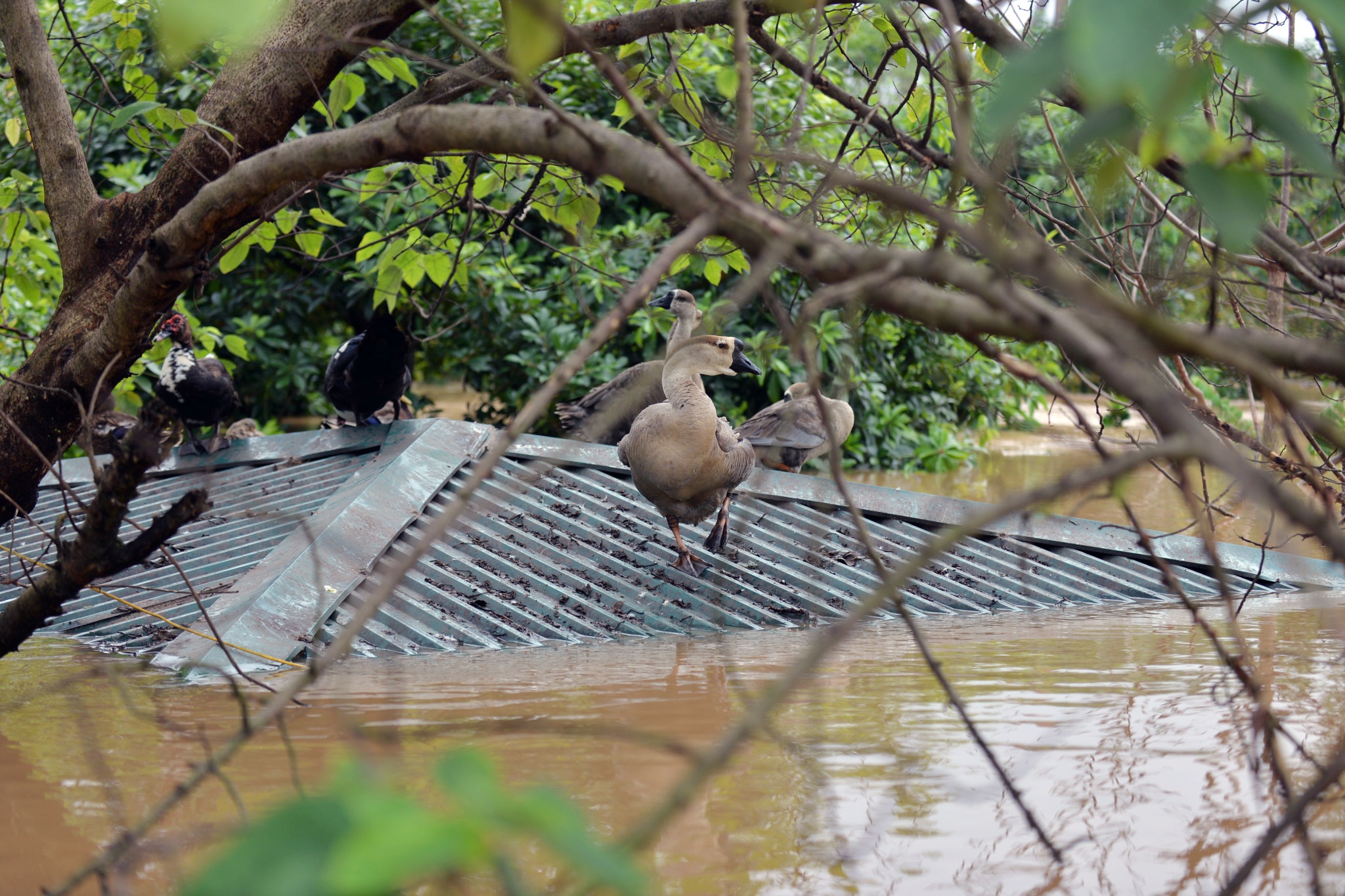 nước tràn về ngập sông Hồng ảnh 7 nuoc tran ve ngap song Hong anh 7