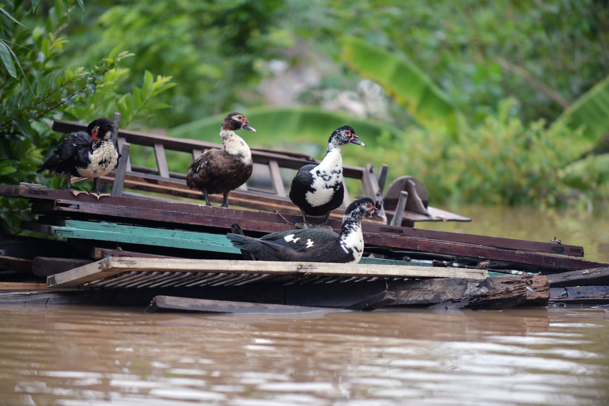 nước tràn về ngập sông Hồng ảnh 8 nuoc tran ve ngap song Hong anh 8