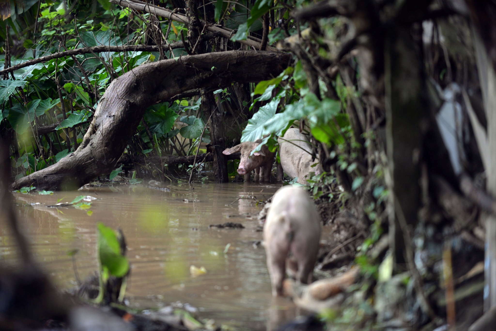 nước tràn về ngập sông Hồng ảnh 9 nuoc tran ve ngap song Hong anh 9