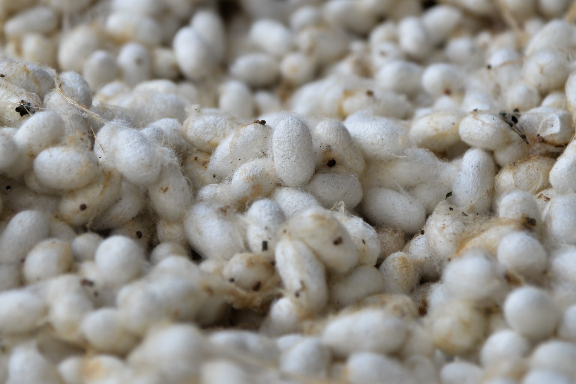 làng lụa Nha Xá ảnh 3 lang lua Nha Xa anh 3