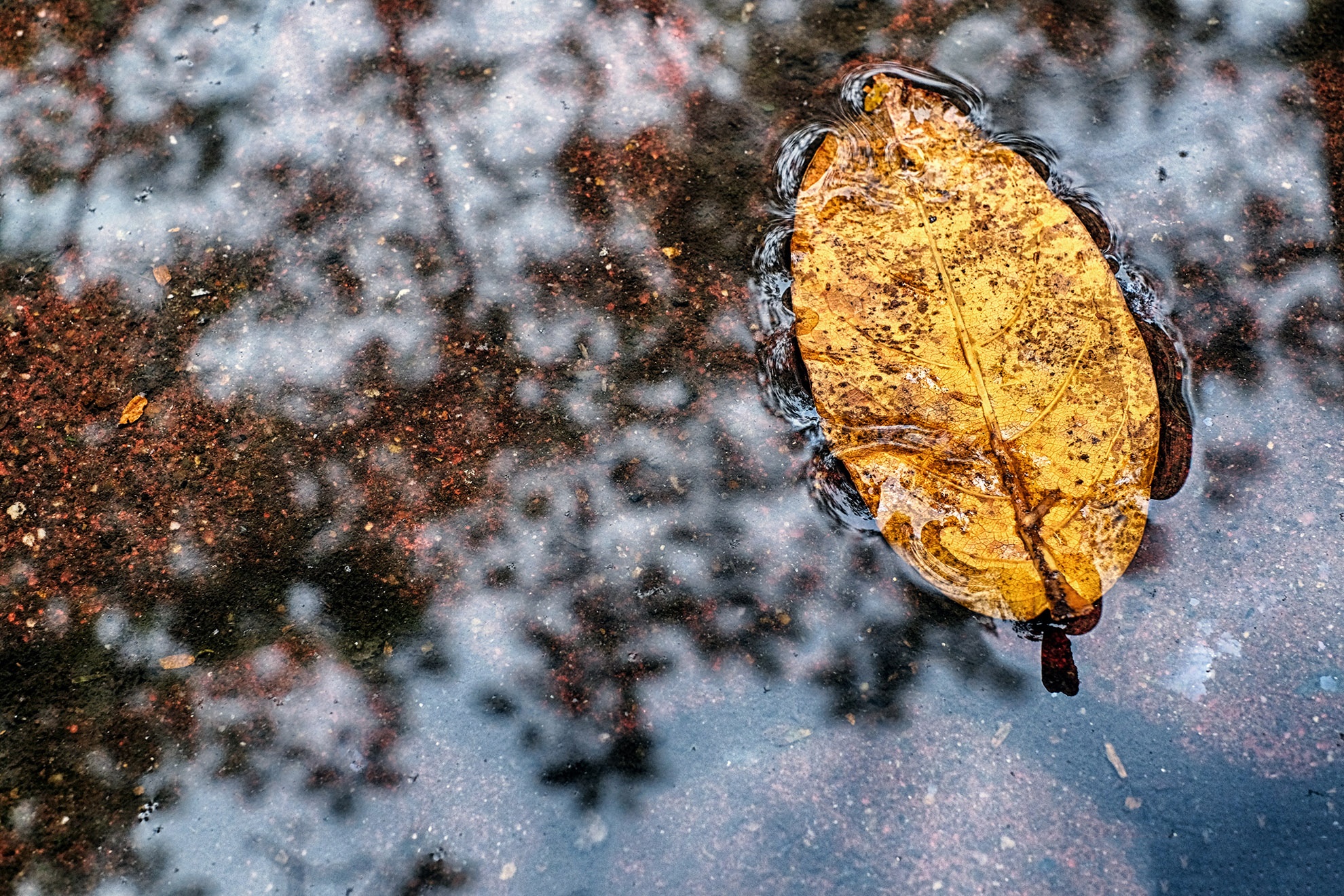 mua dong Ha Noi anh 7