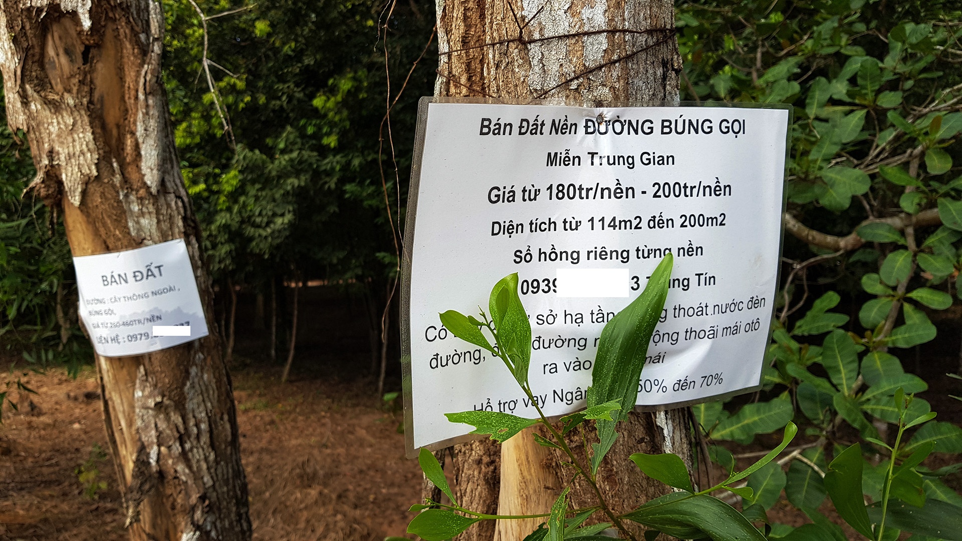 sot dat Phu Quoc anh 7