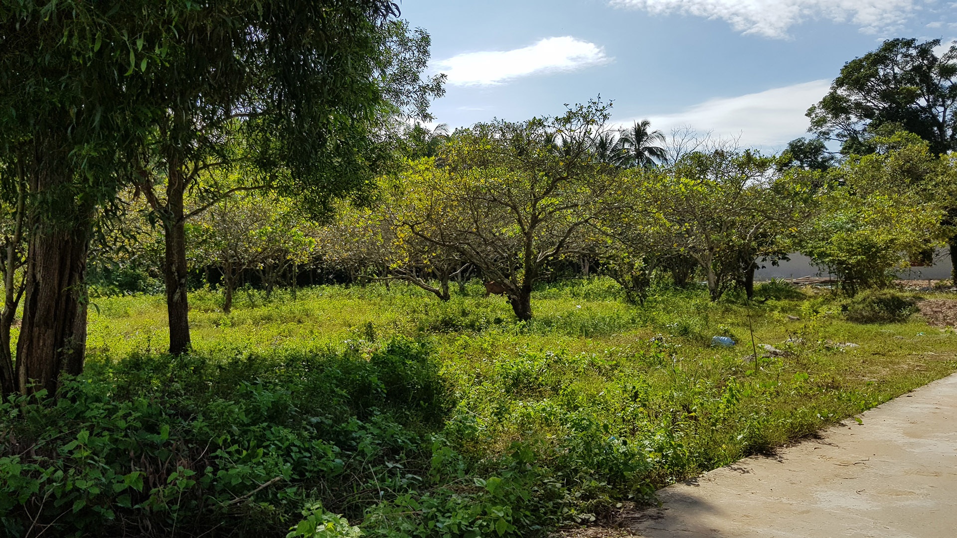 sot dat Phu Quoc anh 16